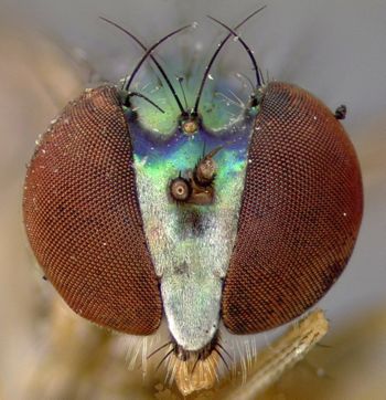 Media type: image;   Entomology 15990 Aspect: head frontal view